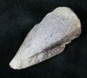 Thescelosaurus Ungual (Claw) - Montana #14849-1